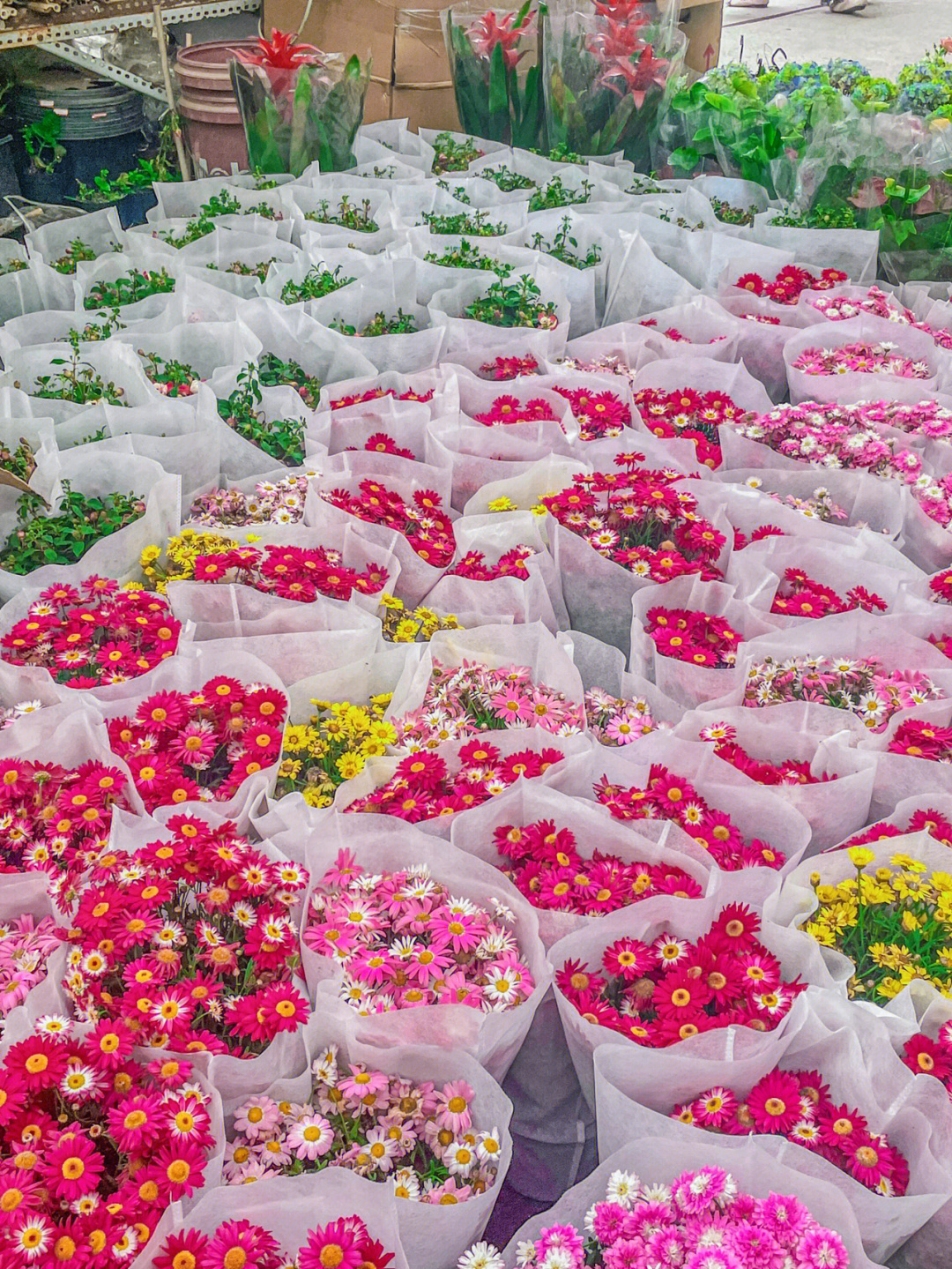 郫县最大的花卉市场图片