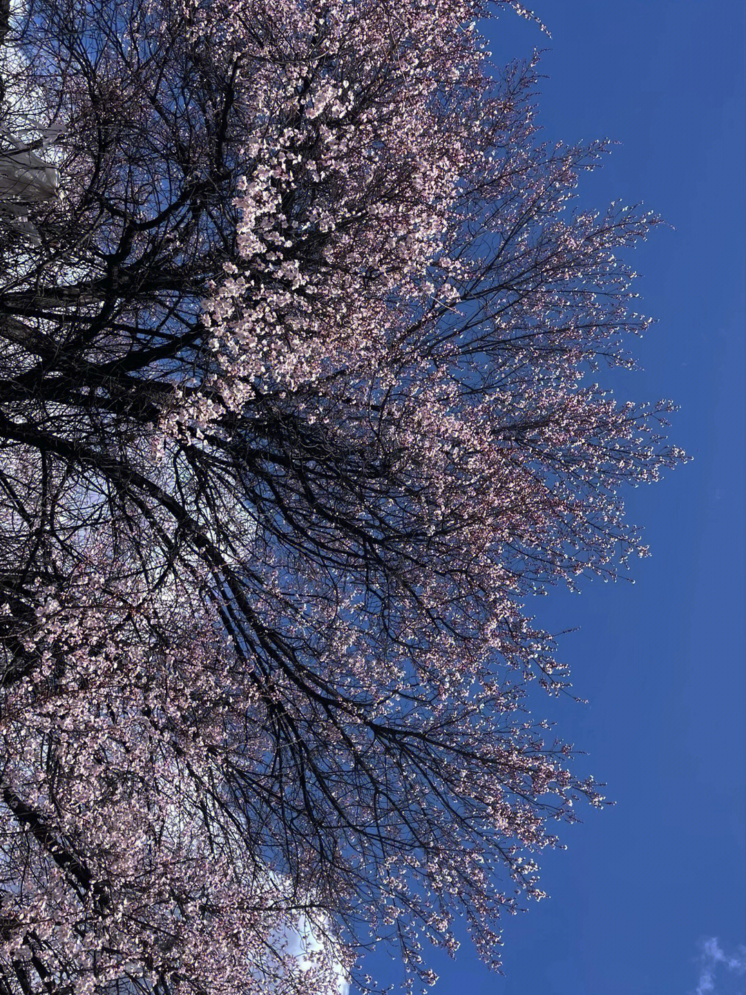 西藏林芝桃花开了