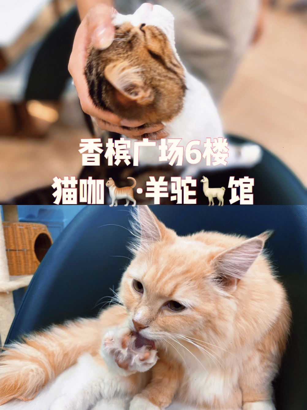 猫咖探店藏在银石广场6楼的宝藏猫咖馆