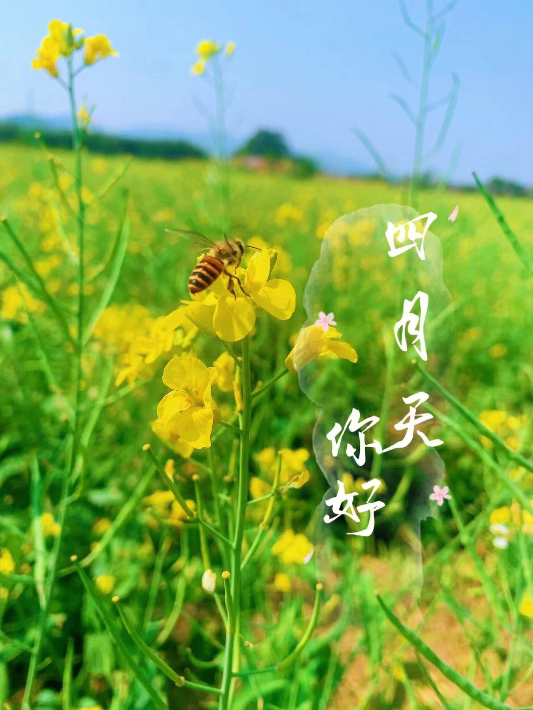 开平大沙大塘面油菜花图片