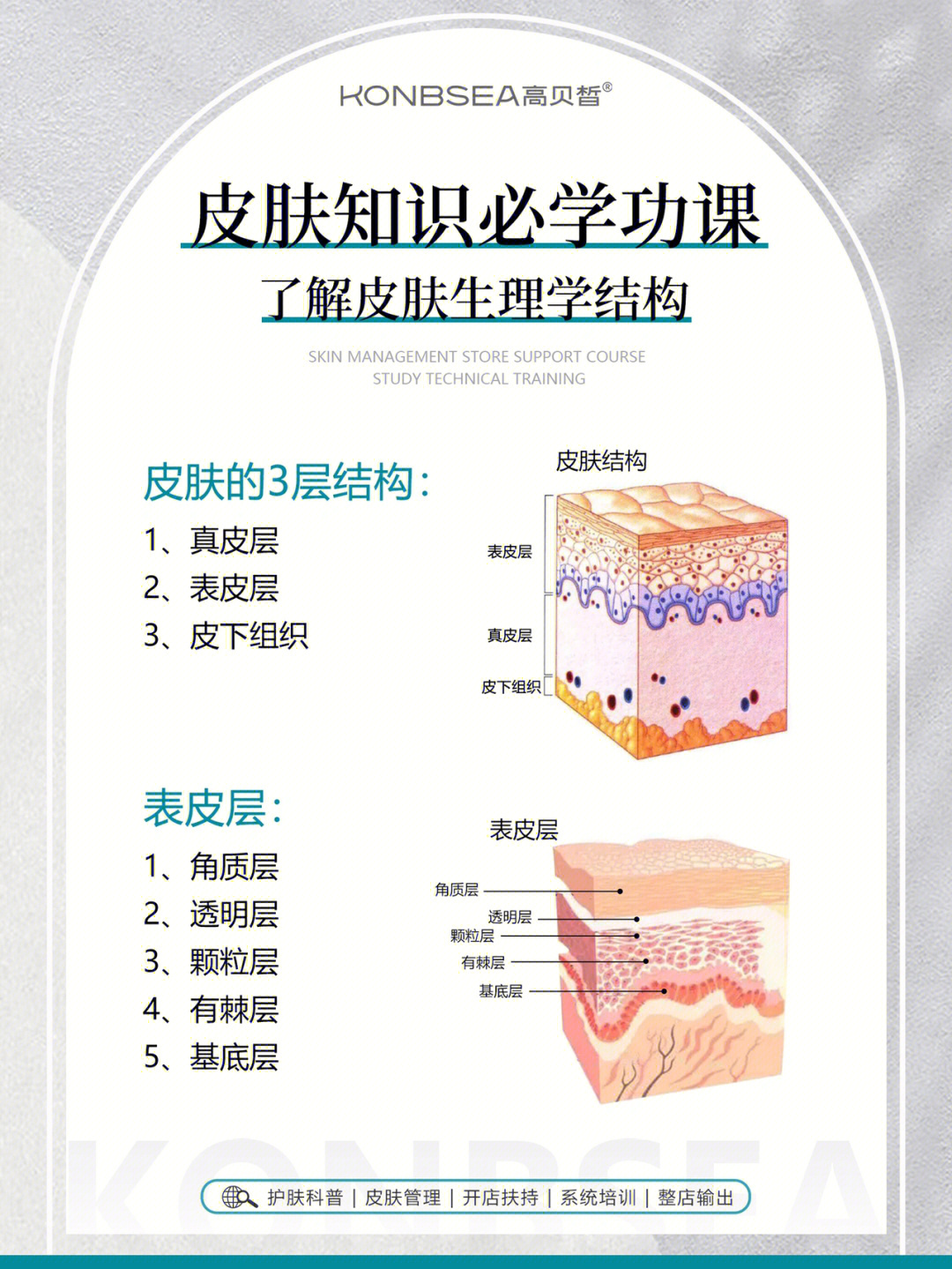 脸部皮肤结构图片