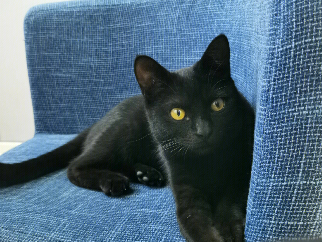 黑羽川猫的样子图片