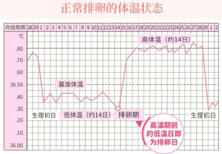 怎样知道卵子已经排出图片