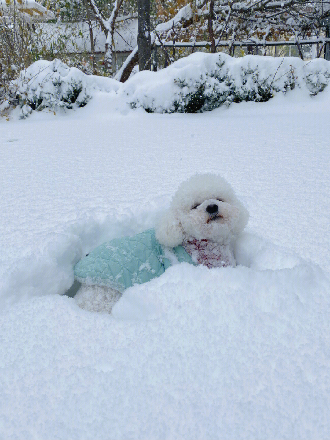 出来堆个雪狗76