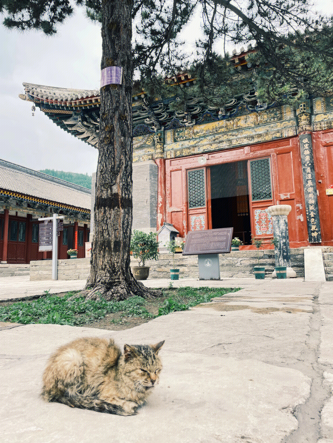 碧山寺 五台山图片