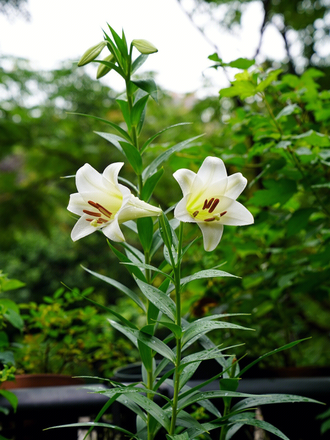 各种百合花图片及名称图片