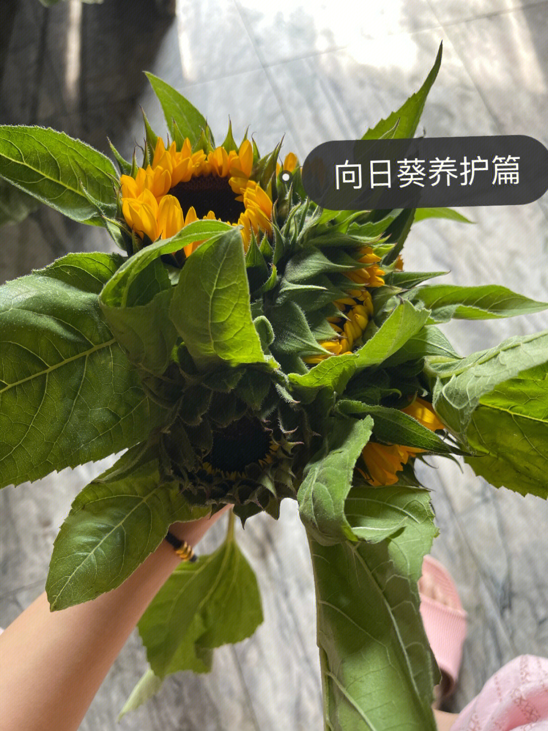 向日葵醒花步骤图片图片