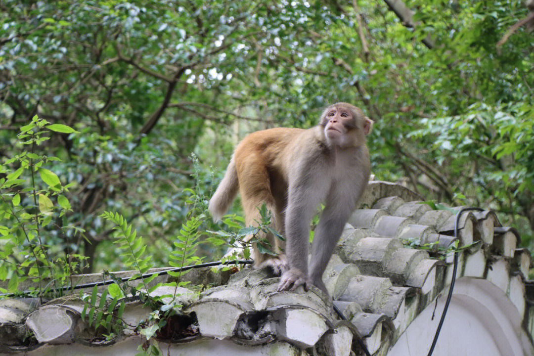 今天在黔灵山抓拍小猴子