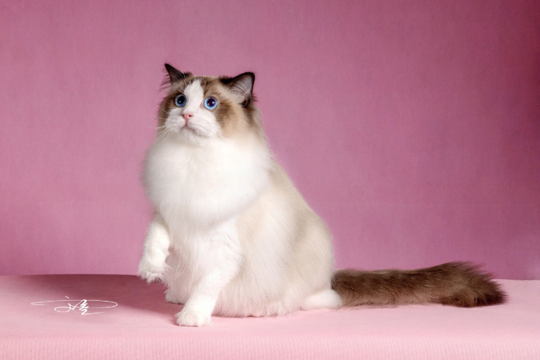赛级布偶猫照片冠军图片