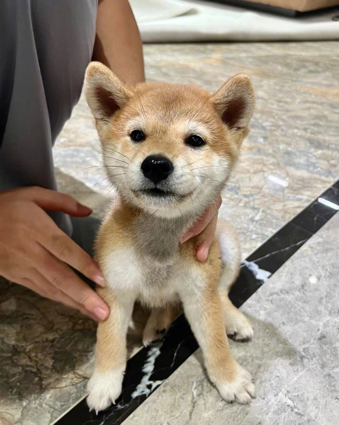 新手养小柴犬柴犬宝宝