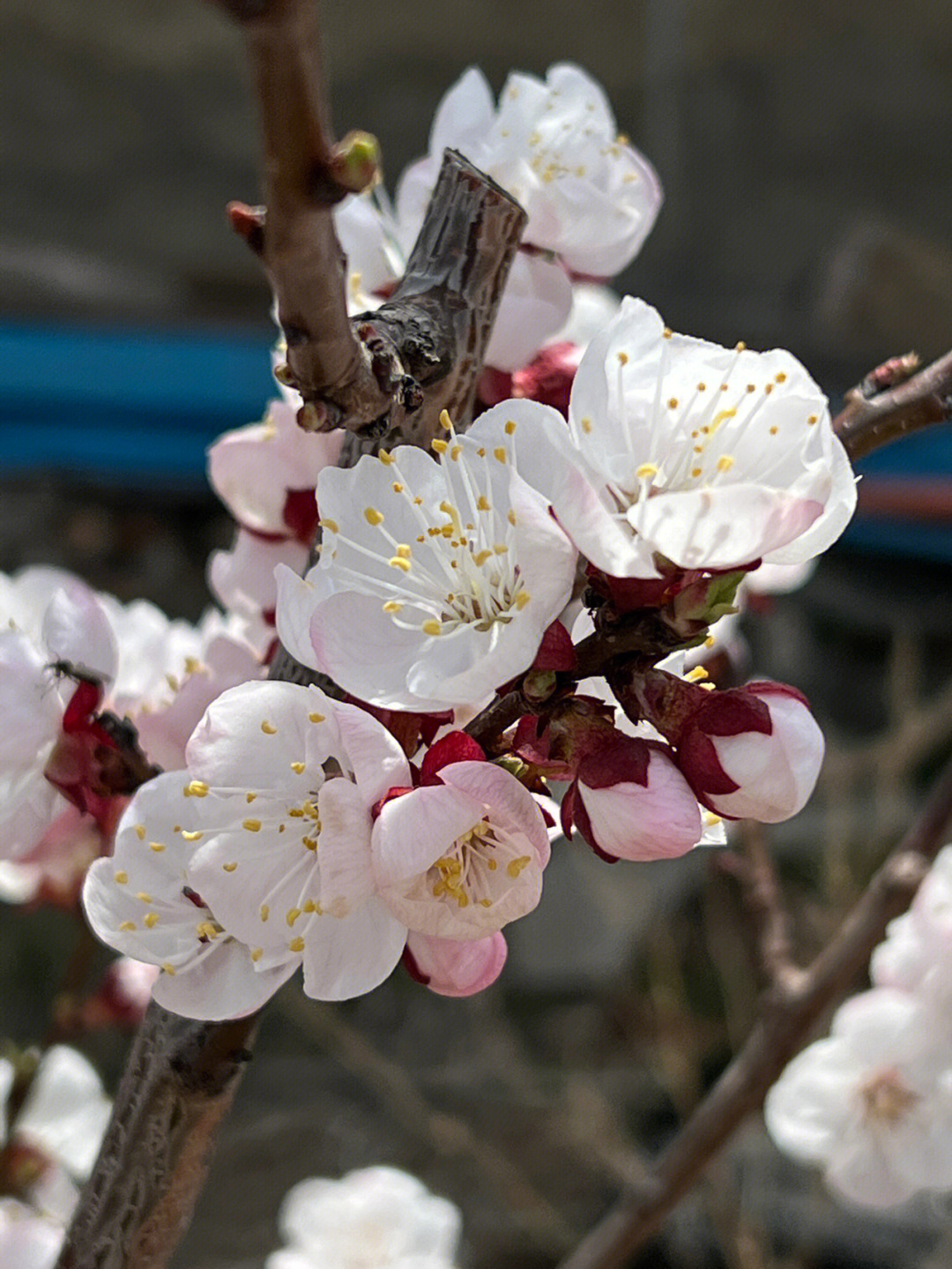 杏树开花时的照片图片