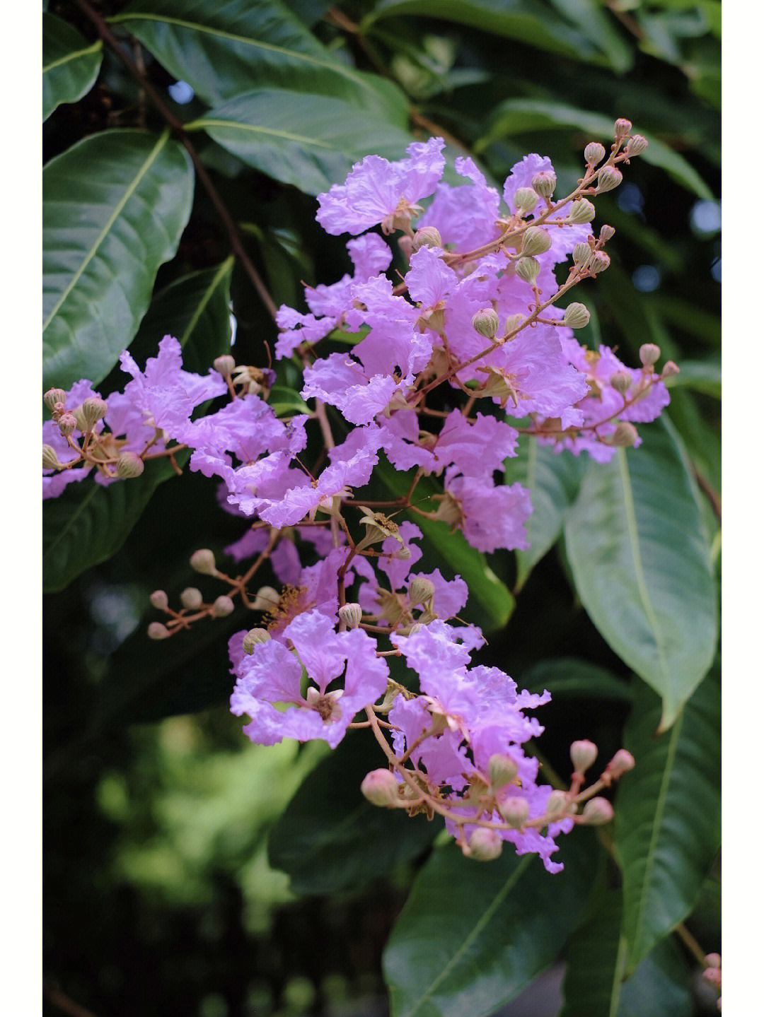 紫薇植物图片