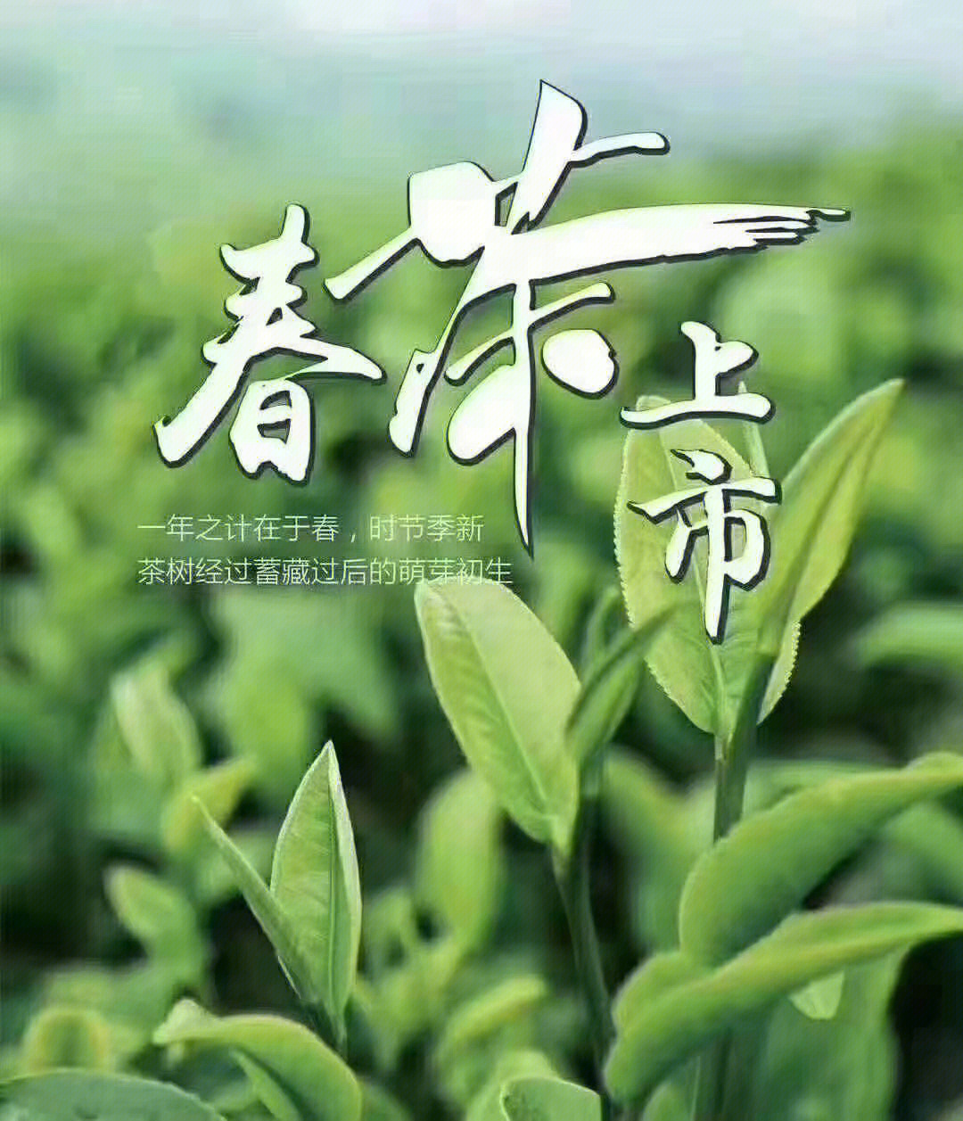 春茶上市黑板报图片