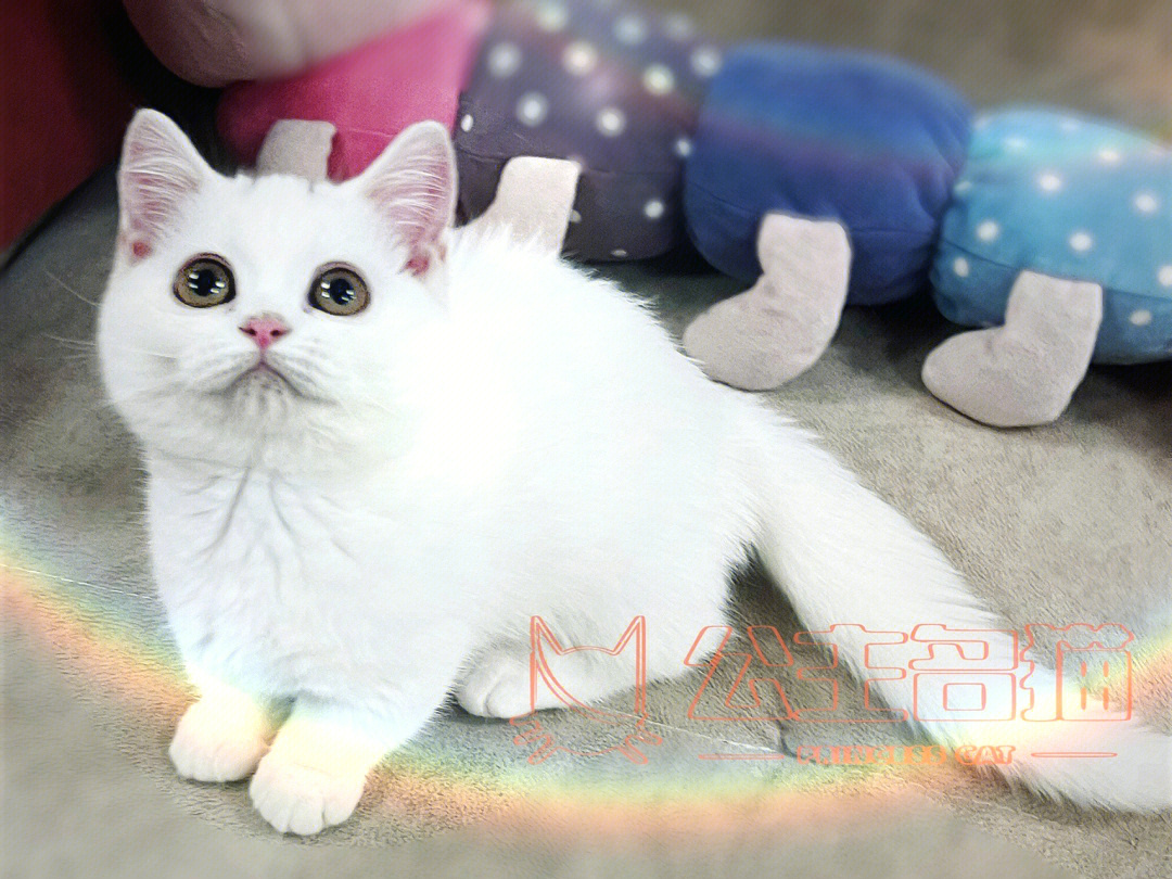 白白胖胖的小猫咪曼基康小短腿