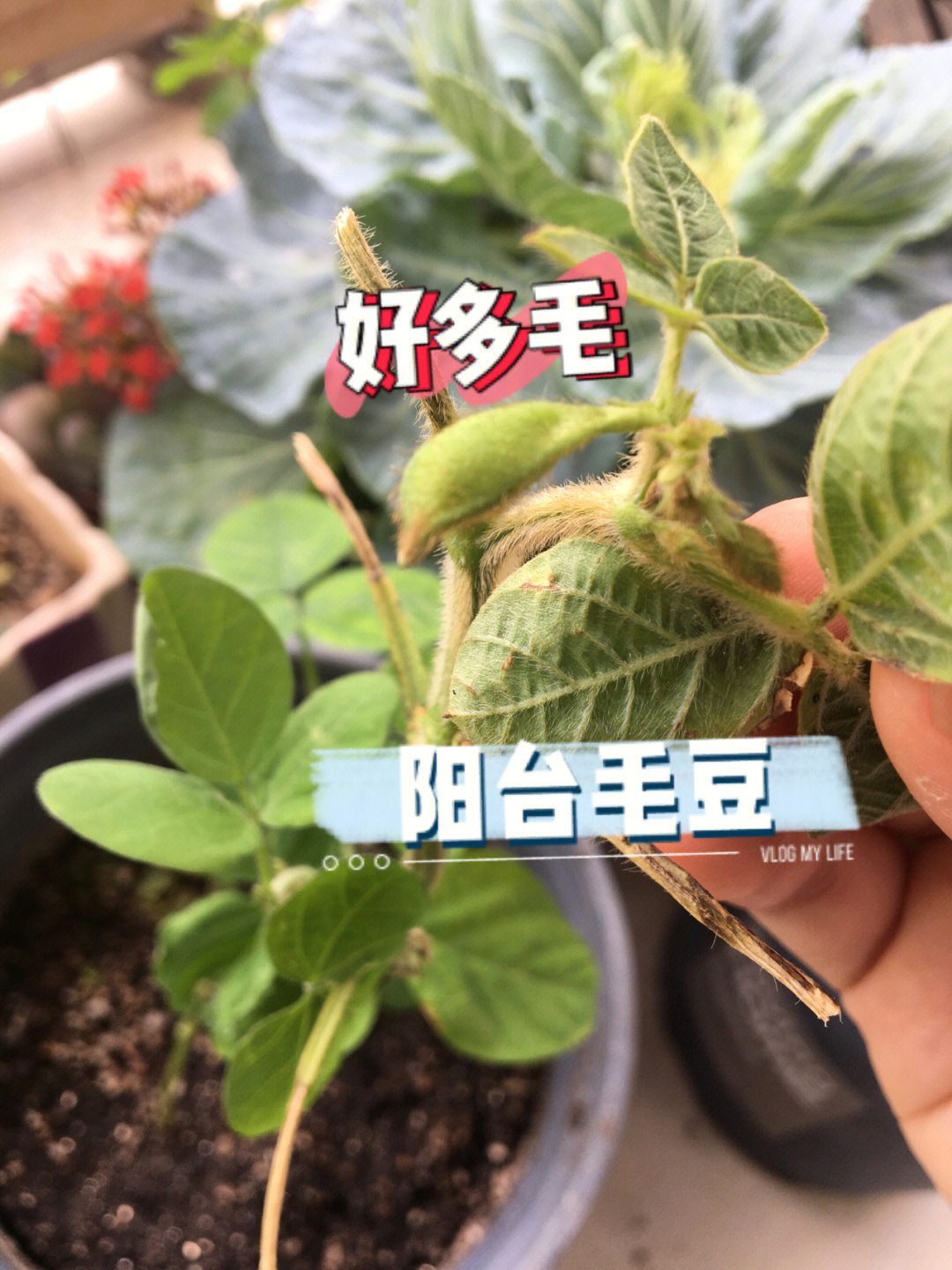 毛豆发芽了还能吃吗图片