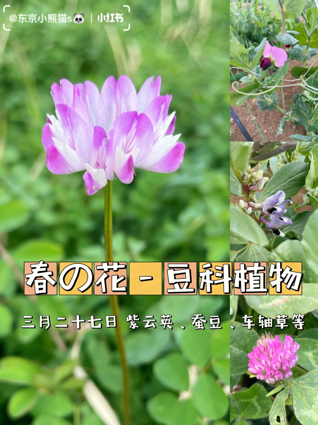 sapix学习春の花豆科植物理科図鉴
