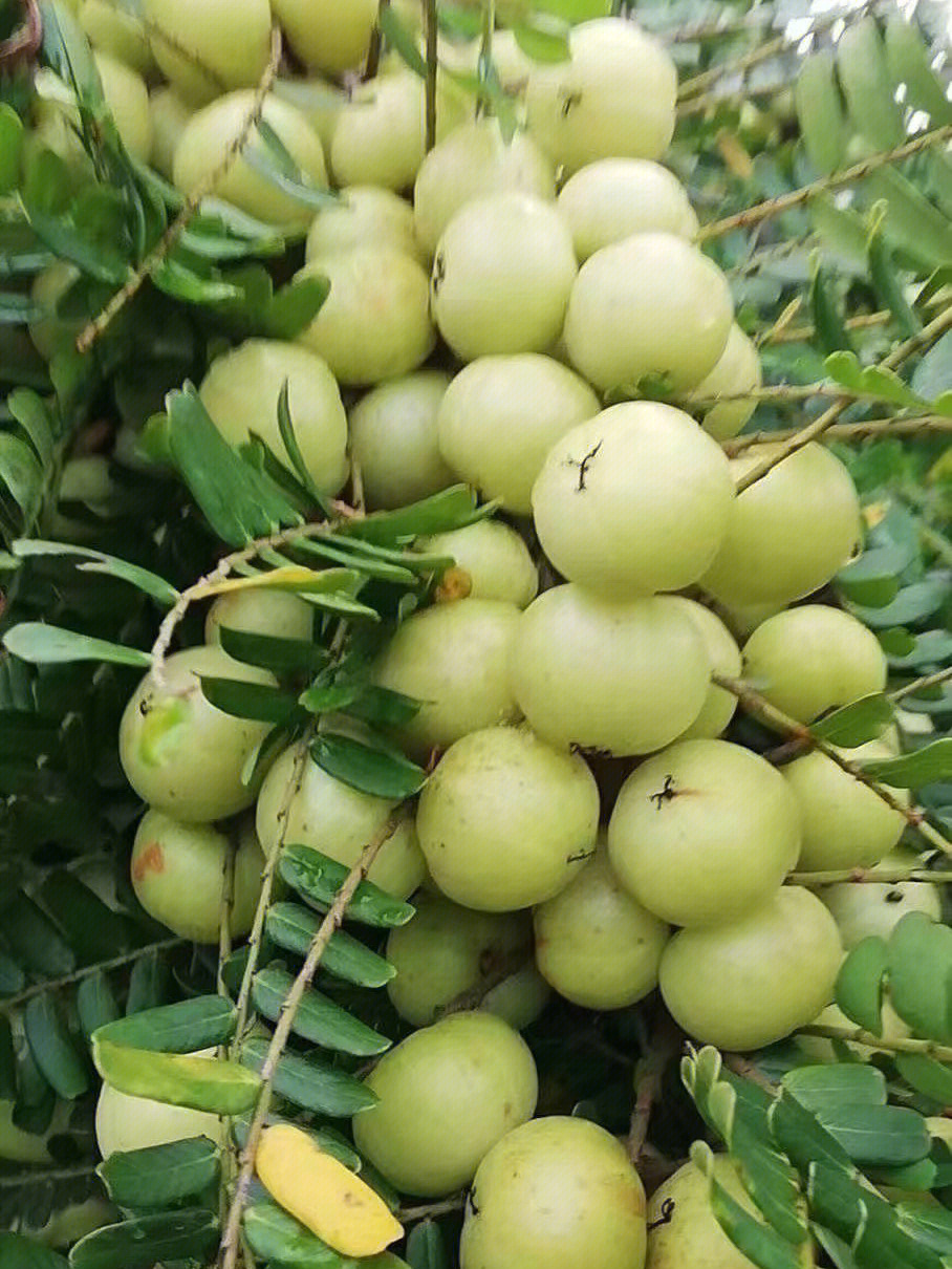 油甘学名余柑子,别名油甘子,牛甘子,喉甘子,杨甘,滇橄榄,回甘子等