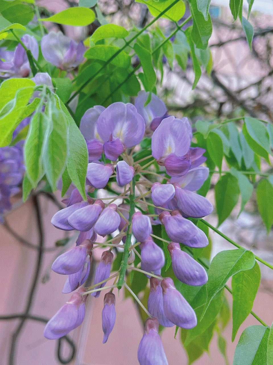 紫藤花作用图片