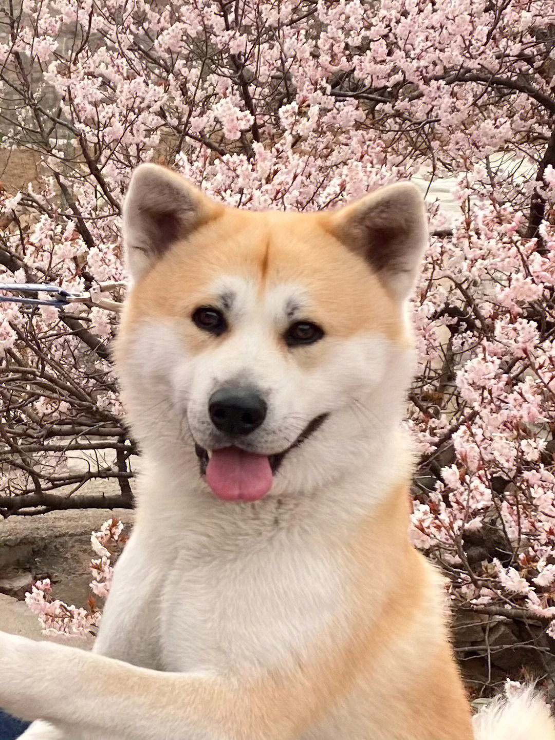 看了樱花高冷的秋田犬也会笑呢