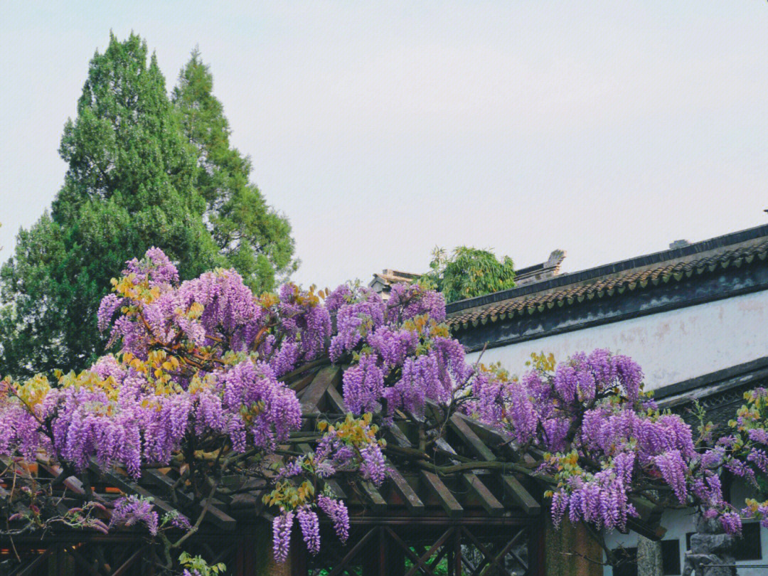 苏州紫藤园图片