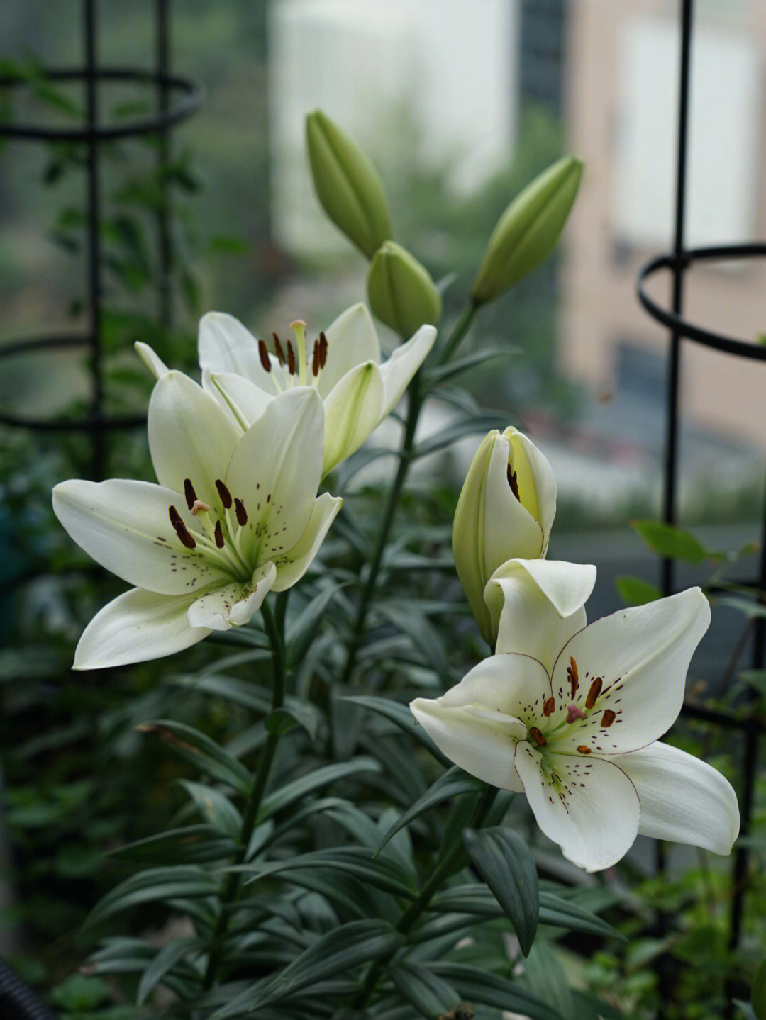 阔叶油点百合开花图片图片