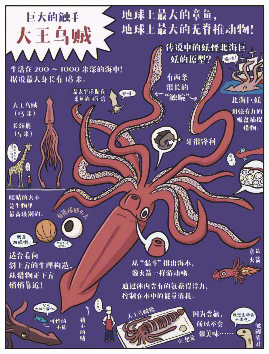 大王酸浆鱿怎么画图片