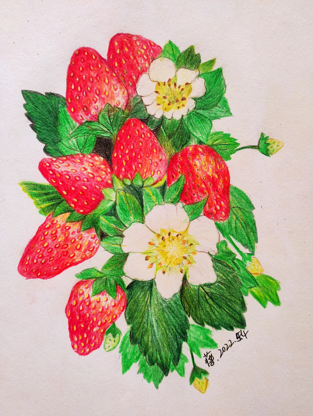 彩铅画草莓步骤图片