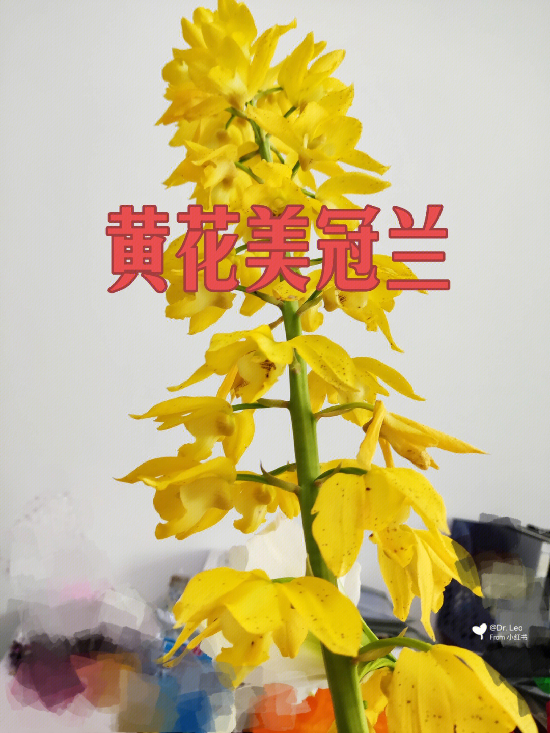 黄花美冠兰