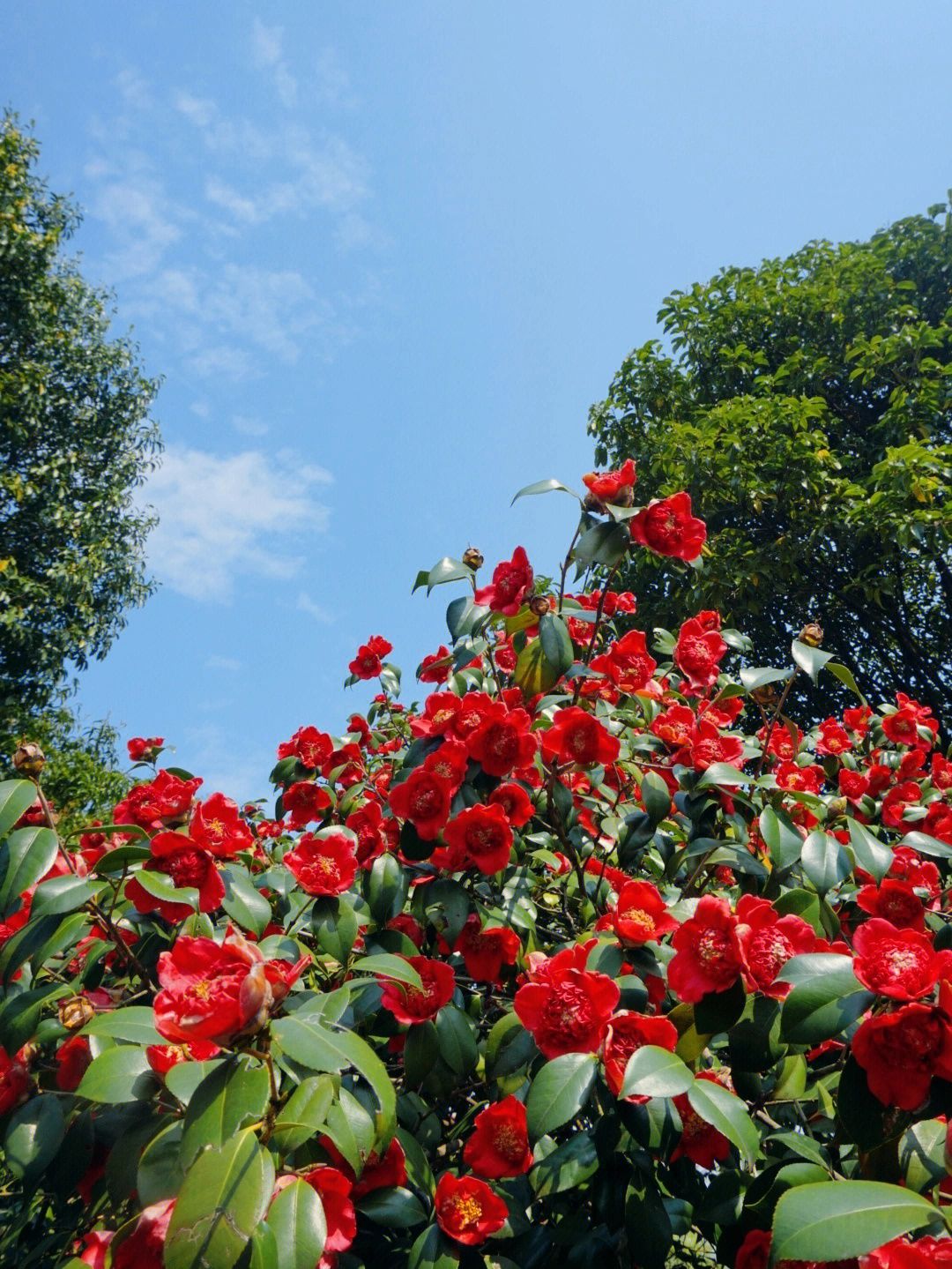 金华茶花园