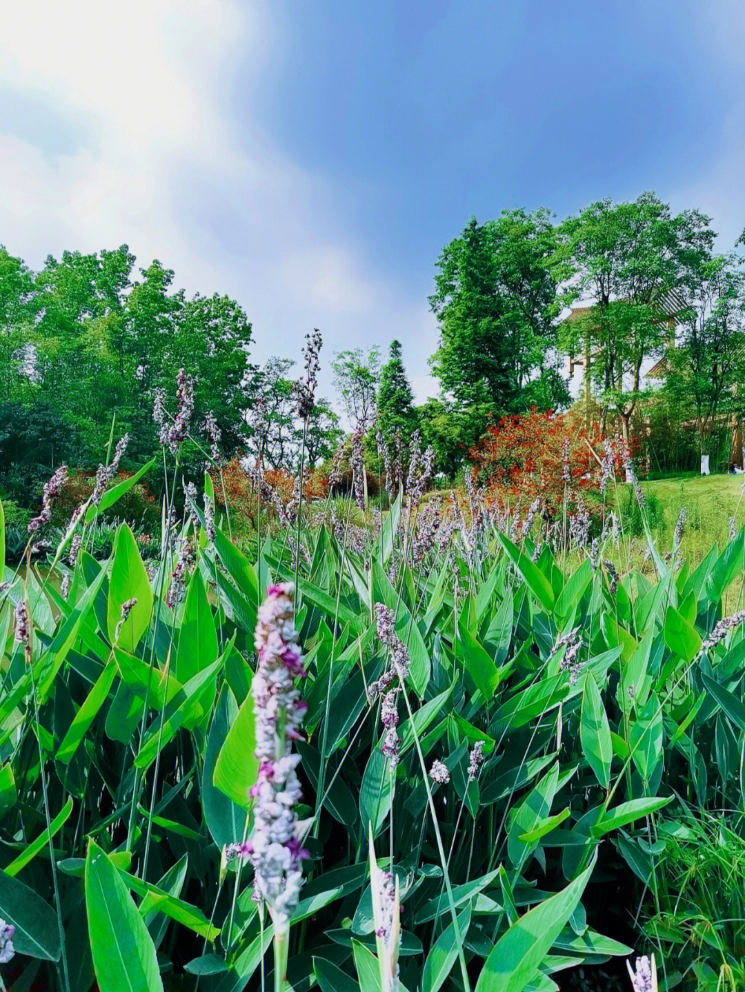 桤木河湿地公园油菜花图片