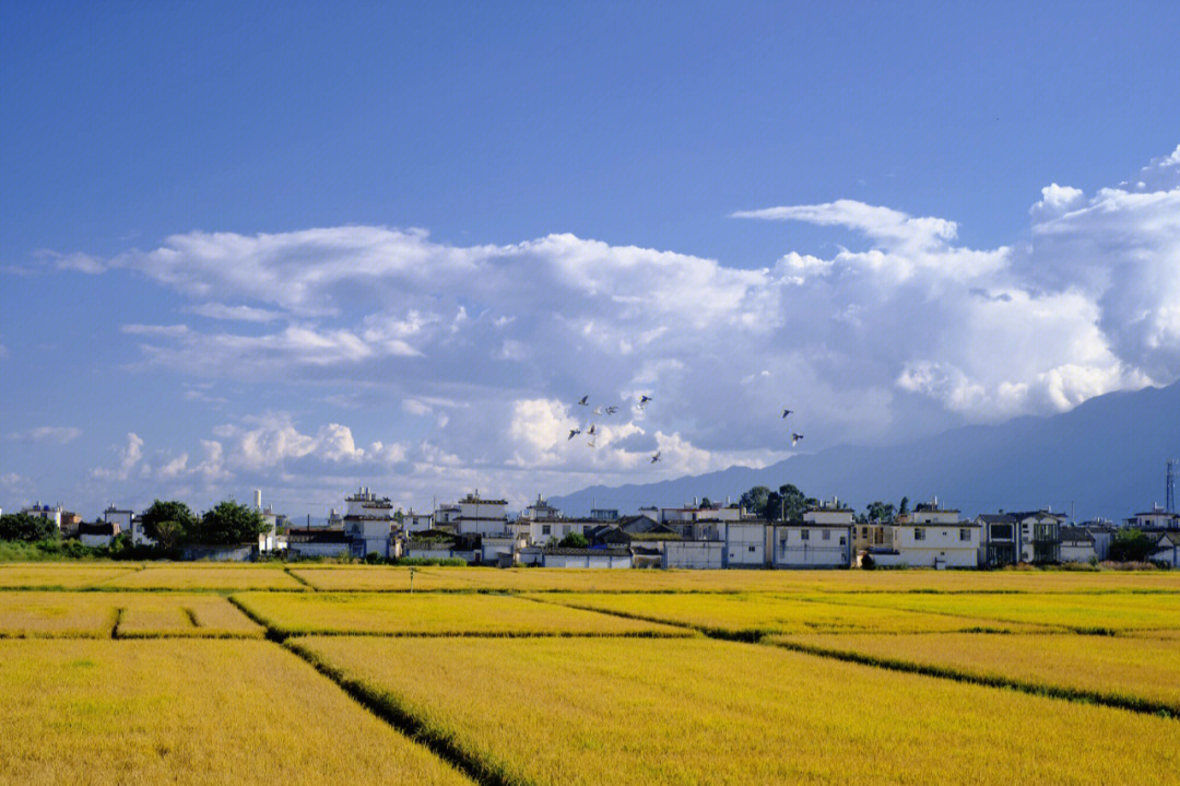 大理喜洲古城与稻田