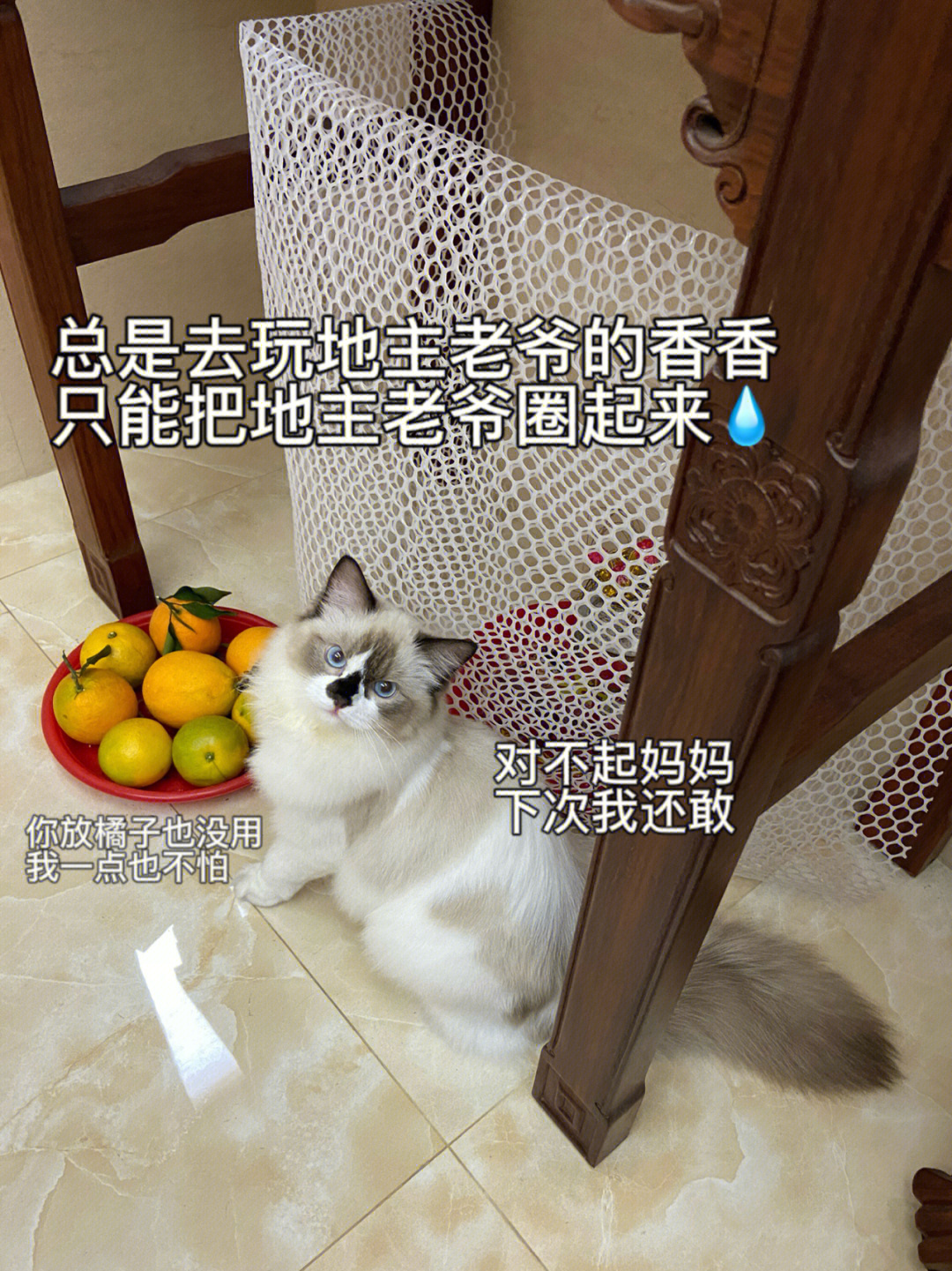 潮汕猫带官带印 图片图片