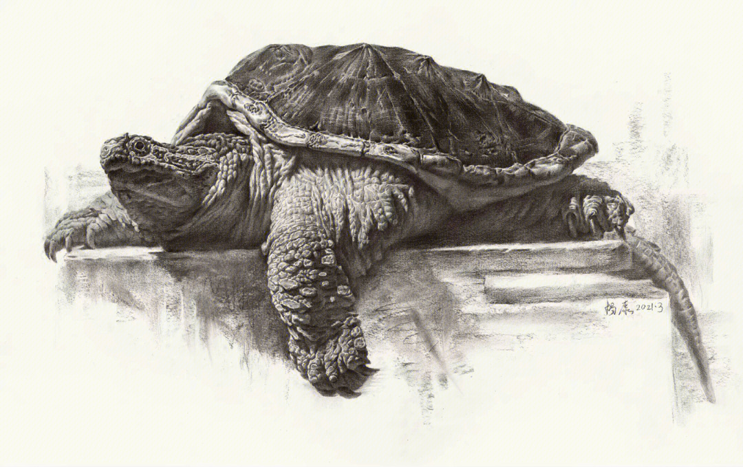 画鳄龟素描图片