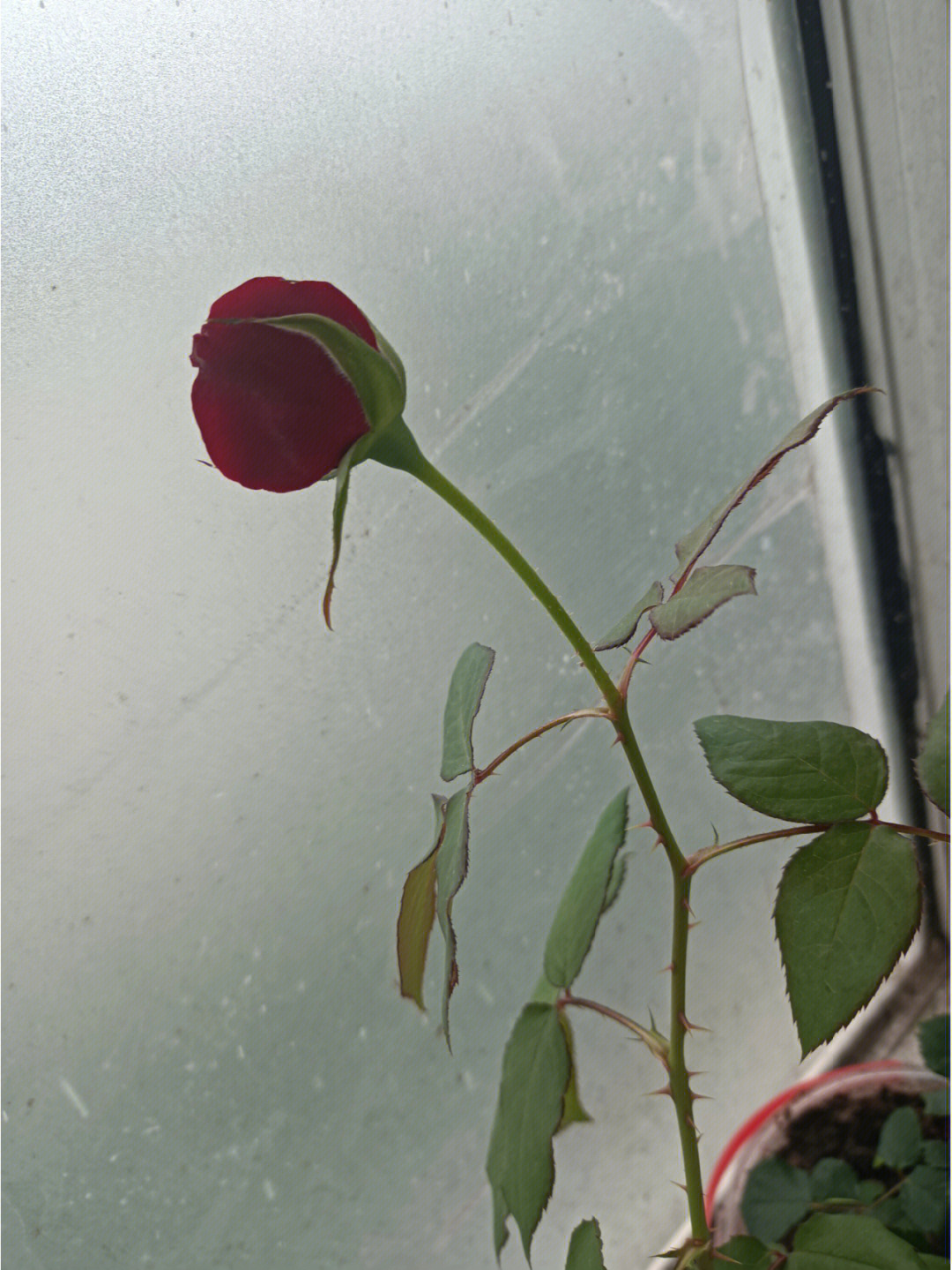未开的玫瑰花蕾图片图片