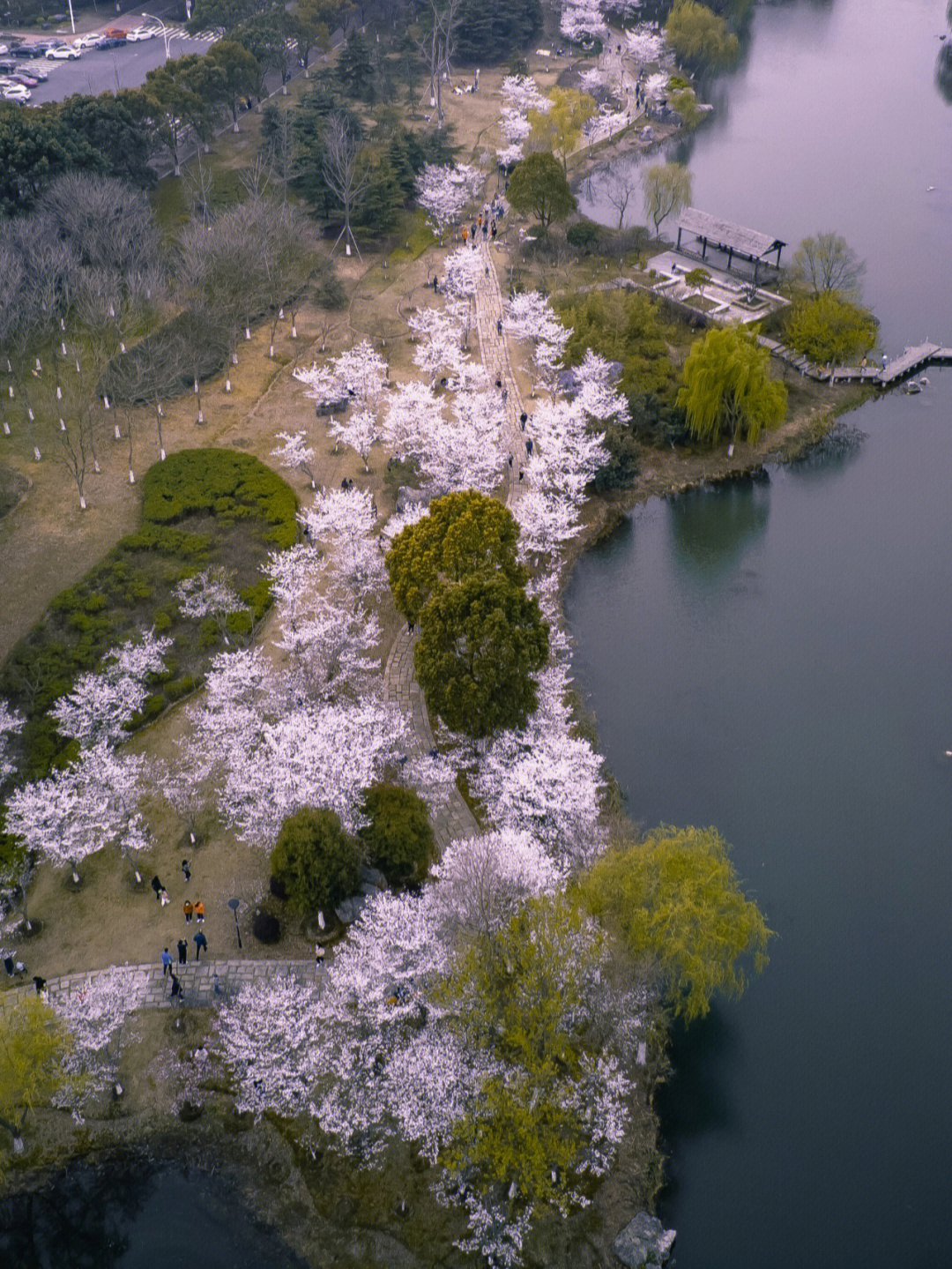 苏州仙樱湖公园樱花节图片