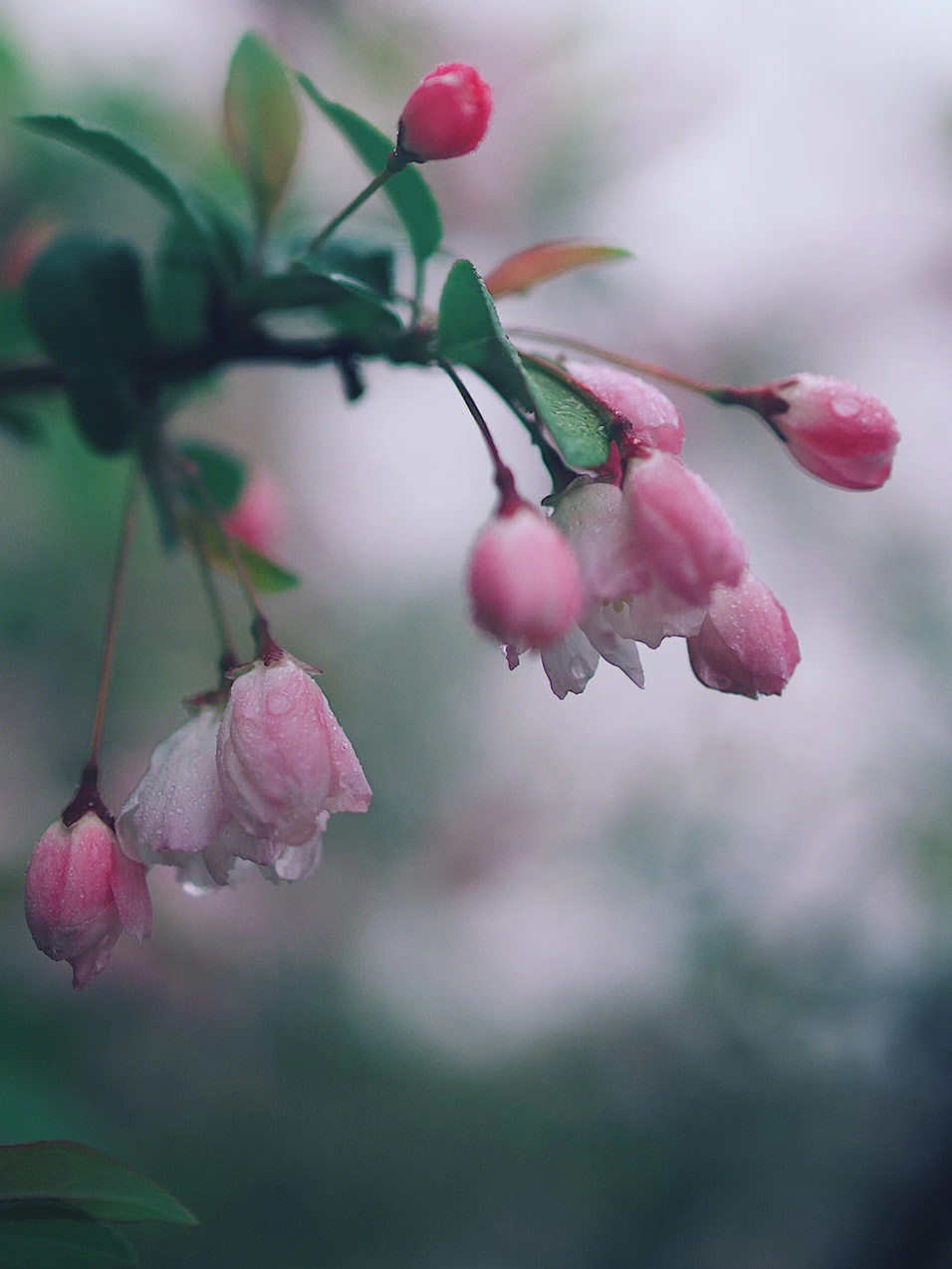 雨中的垂丝海棠