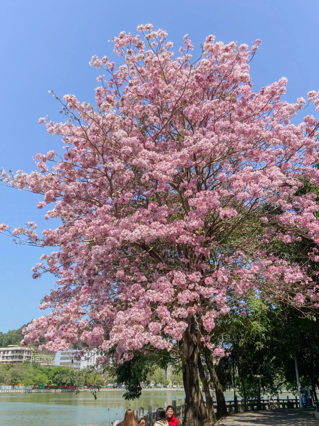 粉风铃花树图片