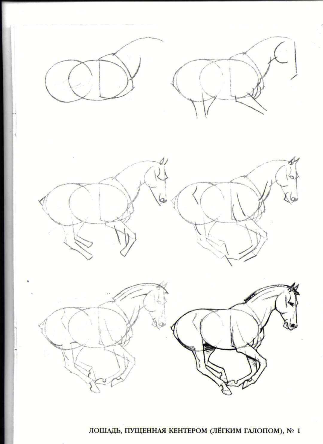 马的画法 全身图片