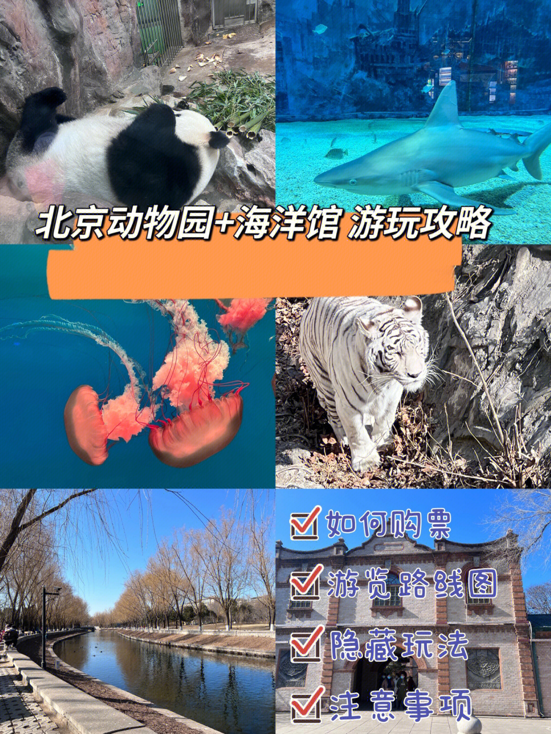 北京动物园海洋馆一日游遛娃胜地老少皆宜