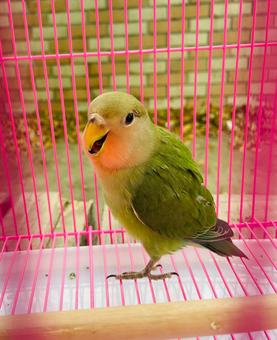 绿金面 绿桃 牡丹鹦鹉图片