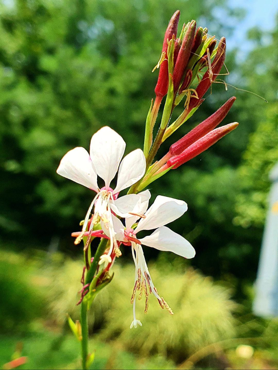 白花山桃草