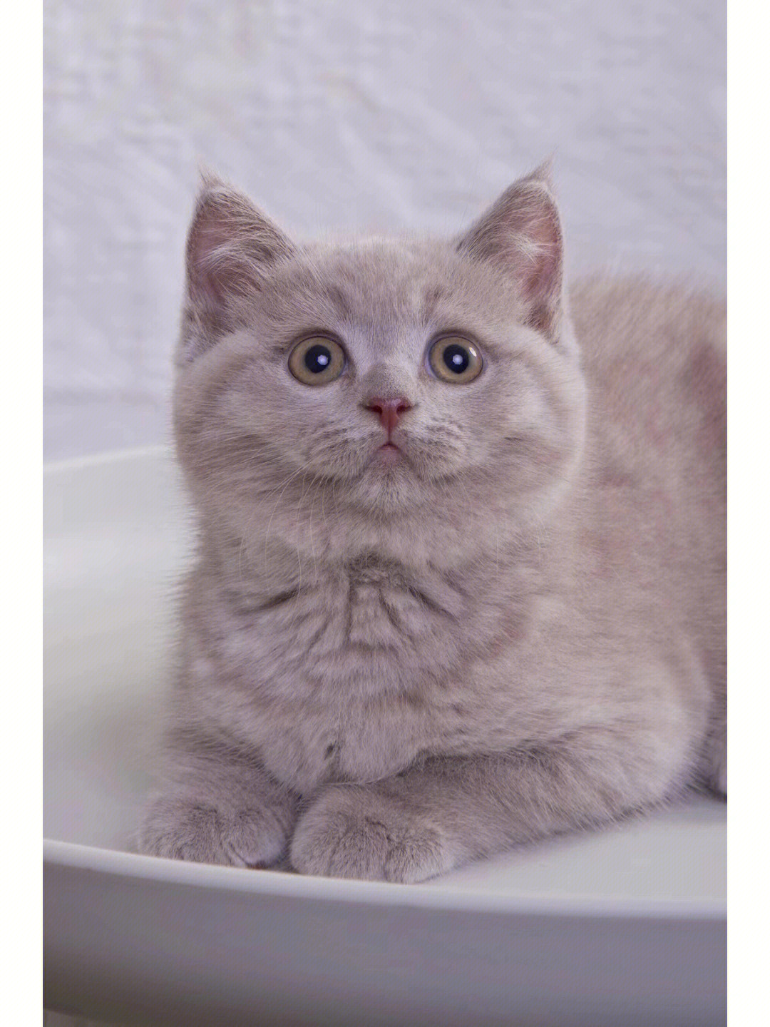 丁香色蓝猫图片图片