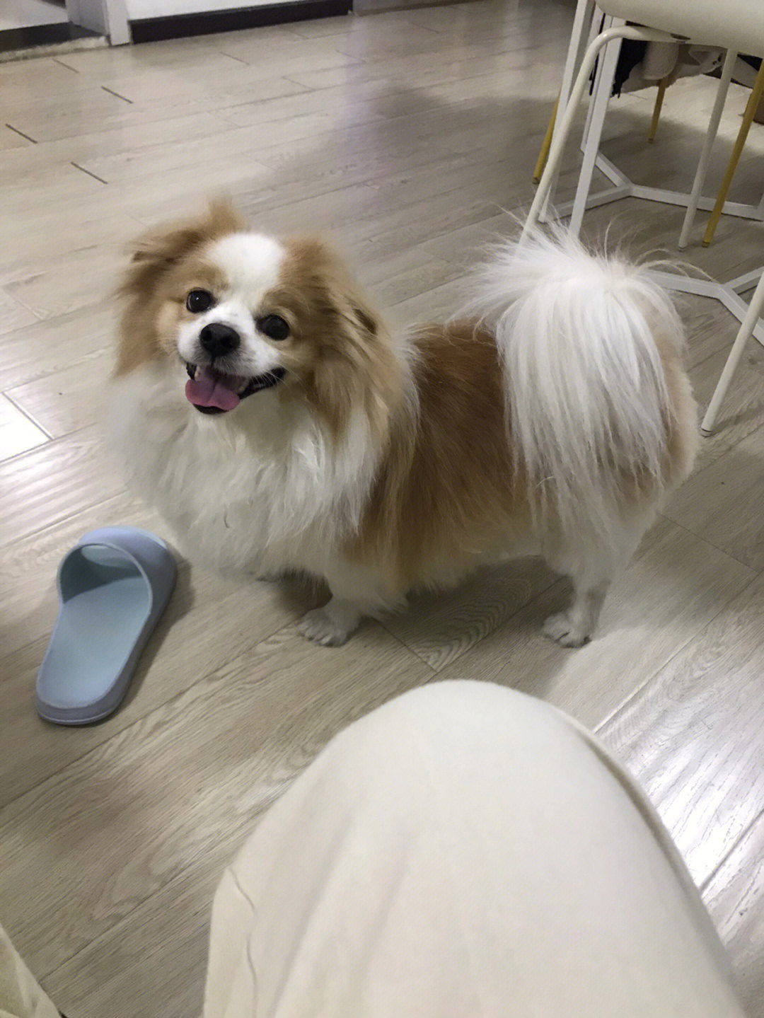 京巴串蝴蝶犬图片