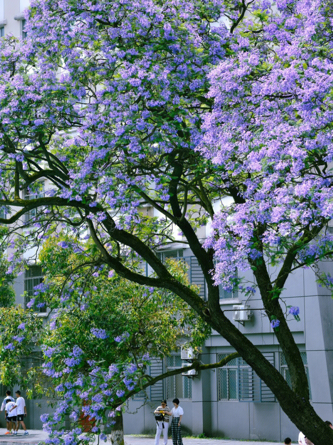 蓝花楹l四运