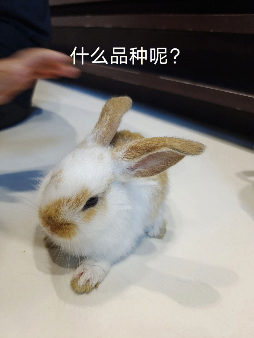 有小伙伴认识这是什么品种兔子么?