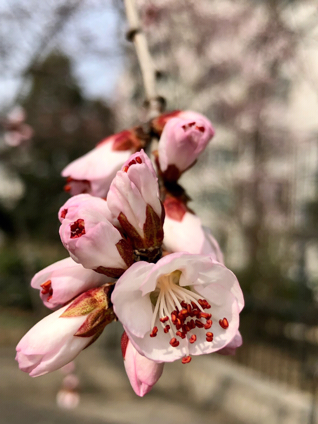 桃花未开放时的样子图片