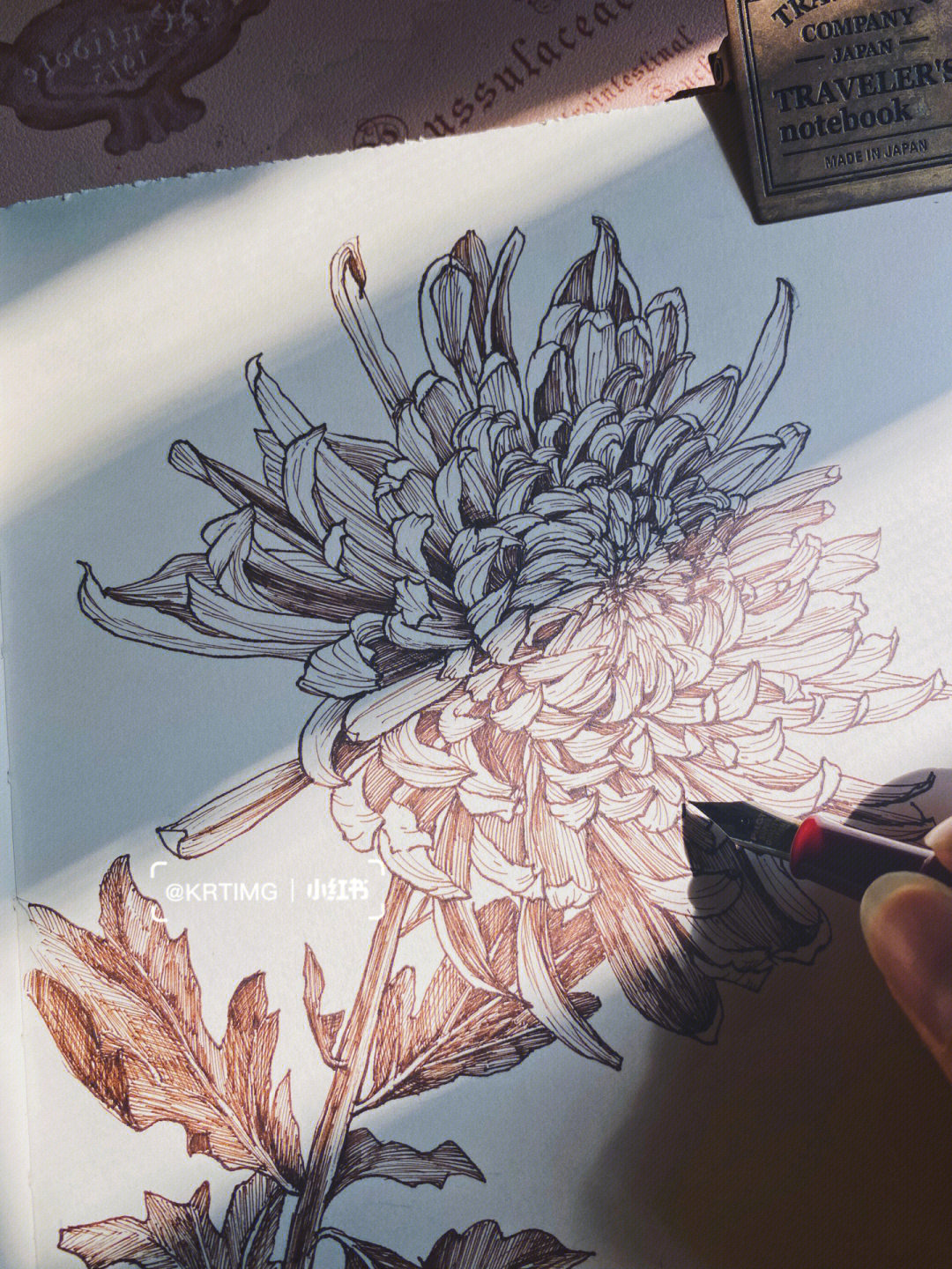 今日份画画 早起练笔菊花(学名:chrysanthemum morifolium ramat