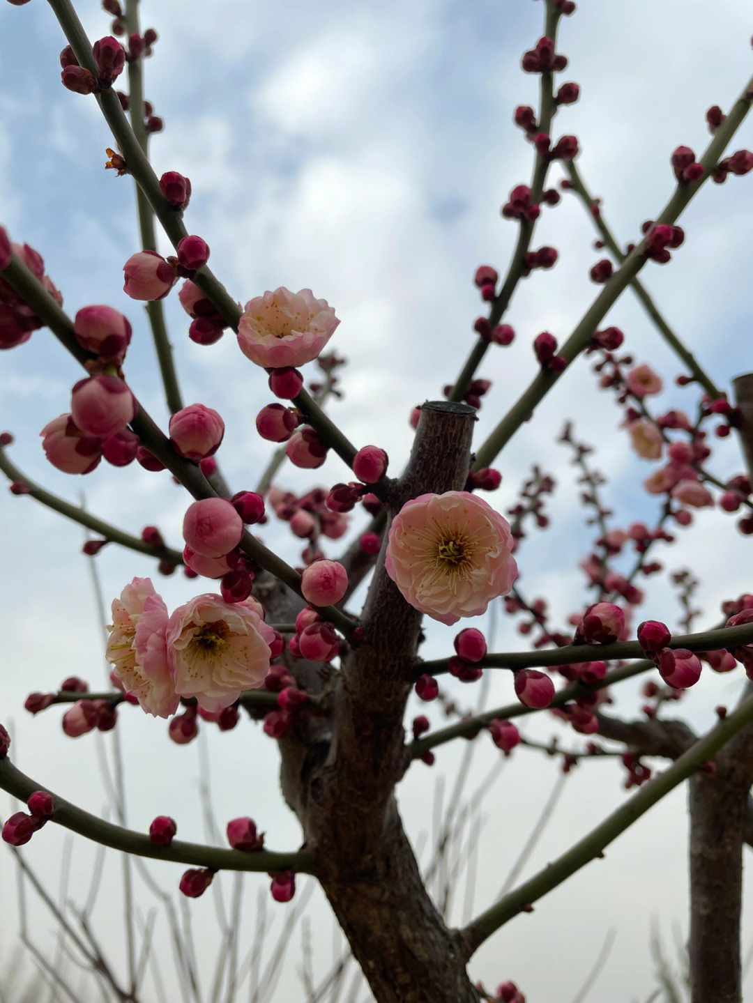 梅花什么时候开花图片