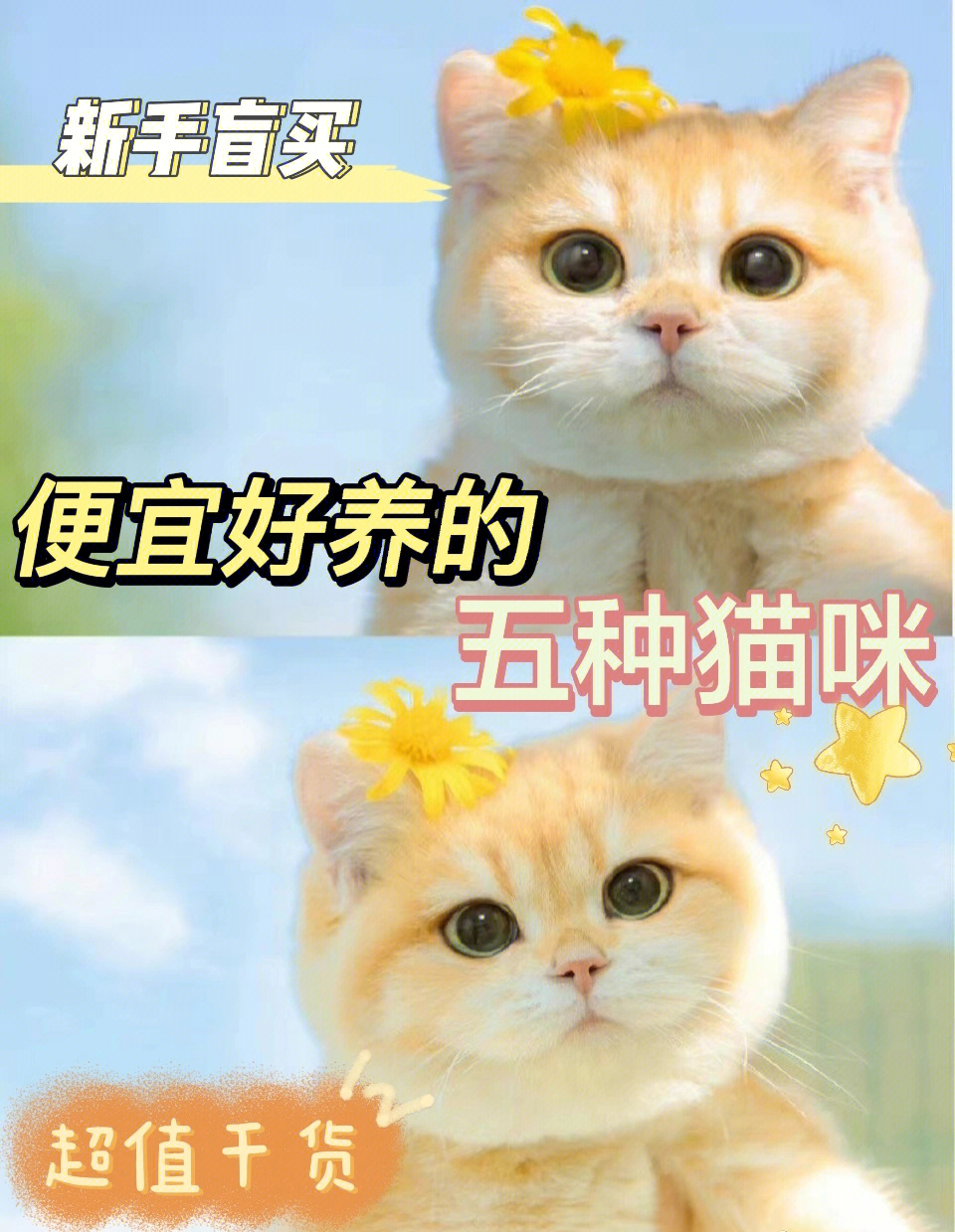 新手养猫必看75便宜好养的五种猫咪