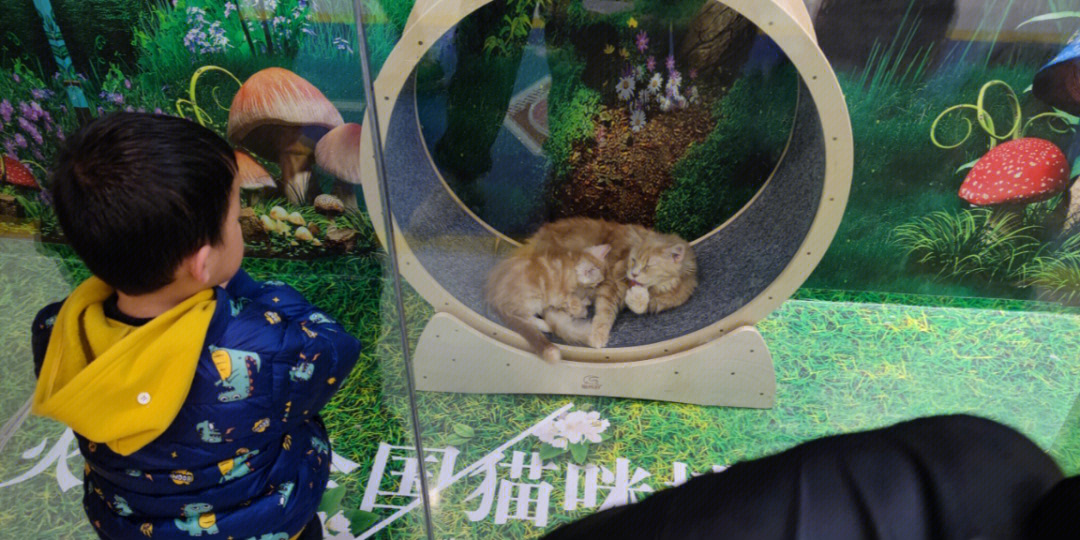 哪里去看观复猫_观复猫 直播_观复猫博物馆地址